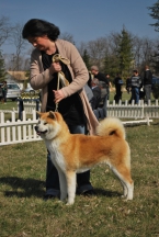 Akane Go Akita Shibata (JL, AKIHO)